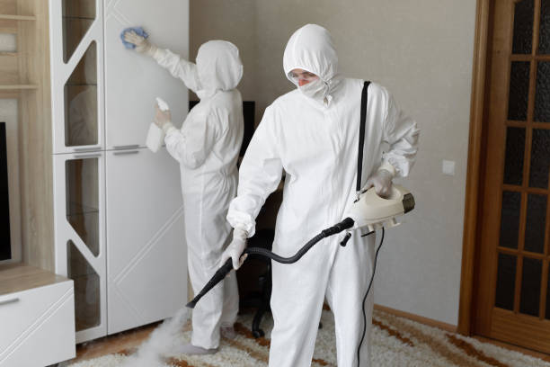 Best Basement Mold Removal  in Mount Zion, IL