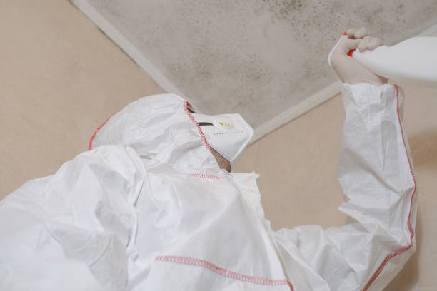 Why You Should Choose Our Mold Remediation Services in Mount Zion, IL